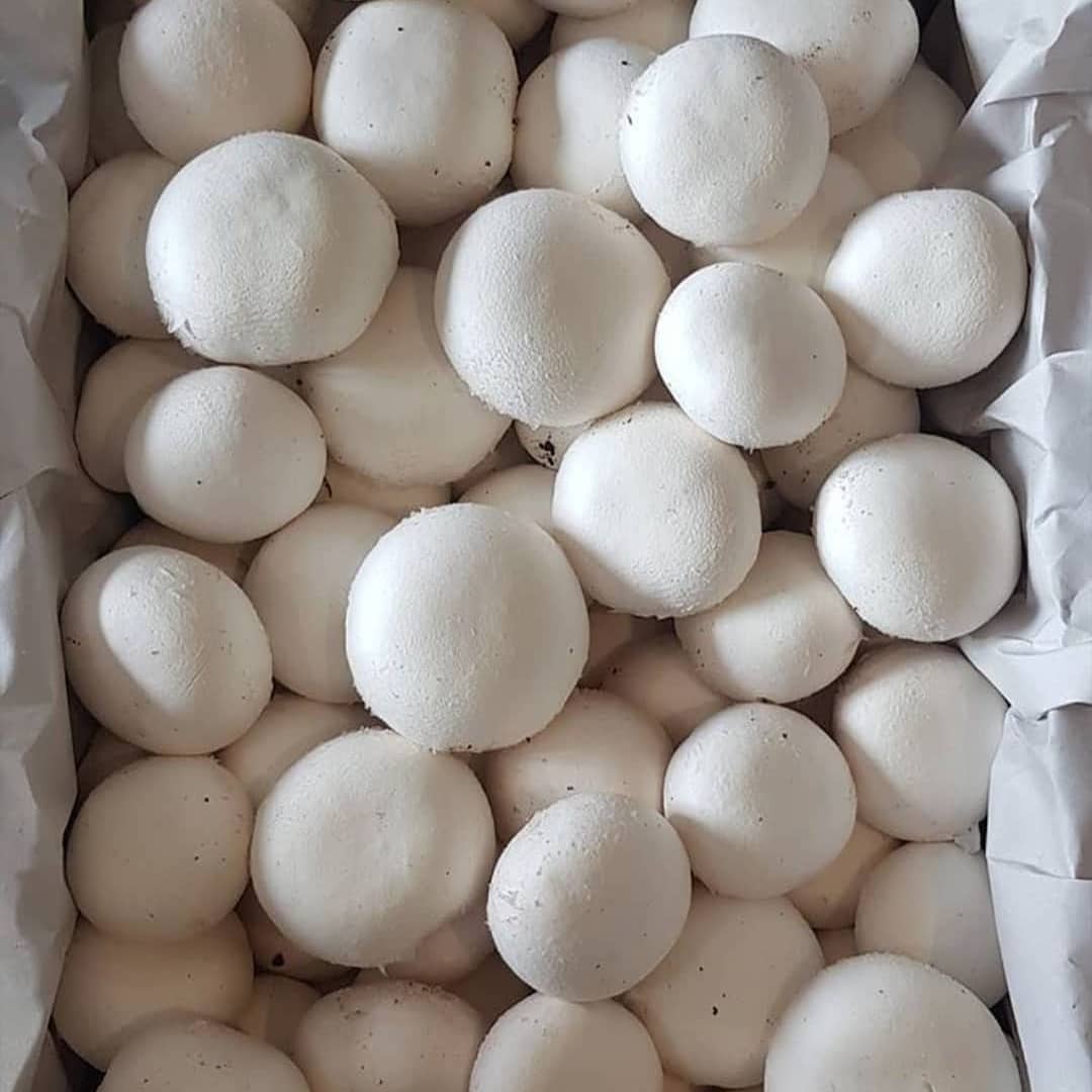 دوره آموزش پرورش قارچ خوراکی دکمه ای در تهران