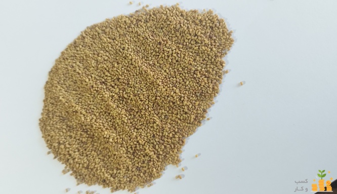 فروش بذر یونجه درجه یک در نگین بذر تربیت