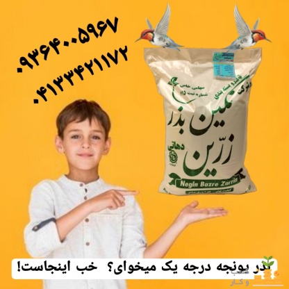 بهترین قیمت فروش بذر یونجه و بذر علوفه
