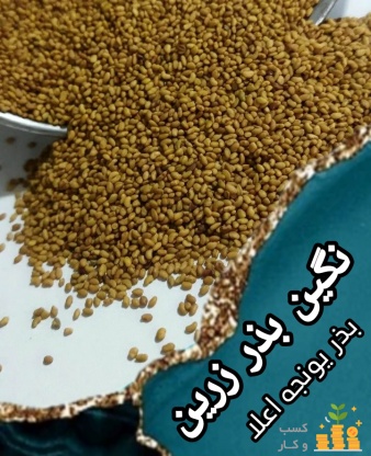 فروش بذر یونجه پایه بلند و اصیل