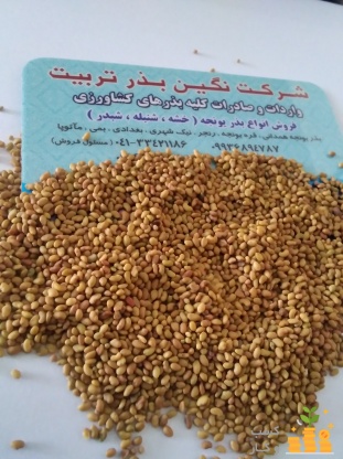 تولید و توزیع انواع بذر یونجه(نگین بذر تربیت) درجهرم