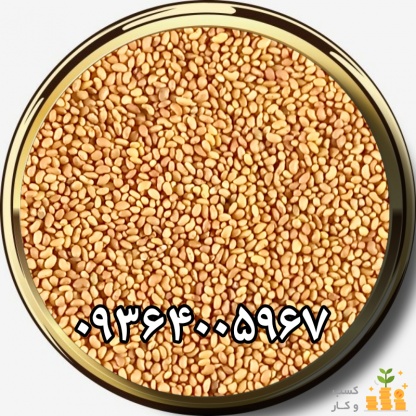 بهترین قیمت فروش بذر یونجه و بذر علوفه
